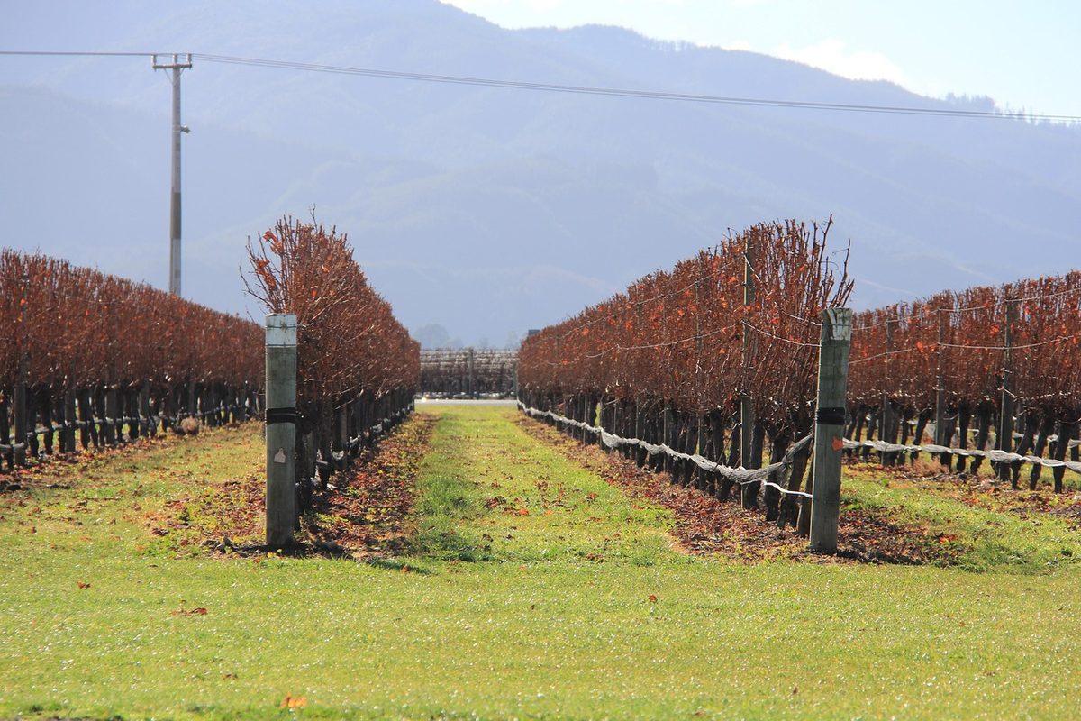 Vineyard rows in the Wairarapa